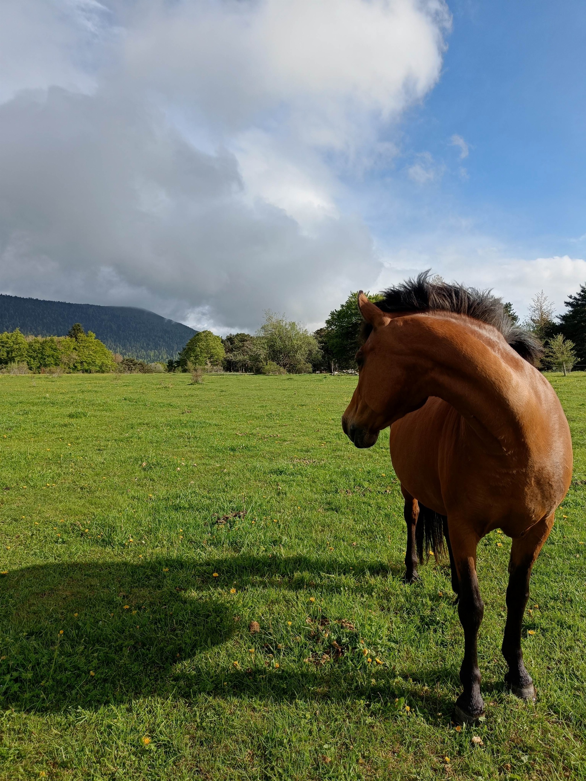 accueil de chevaux