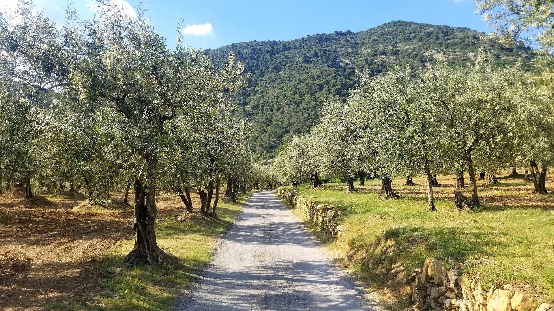 Route au milieu des champs d'Oliviers vers Nyons