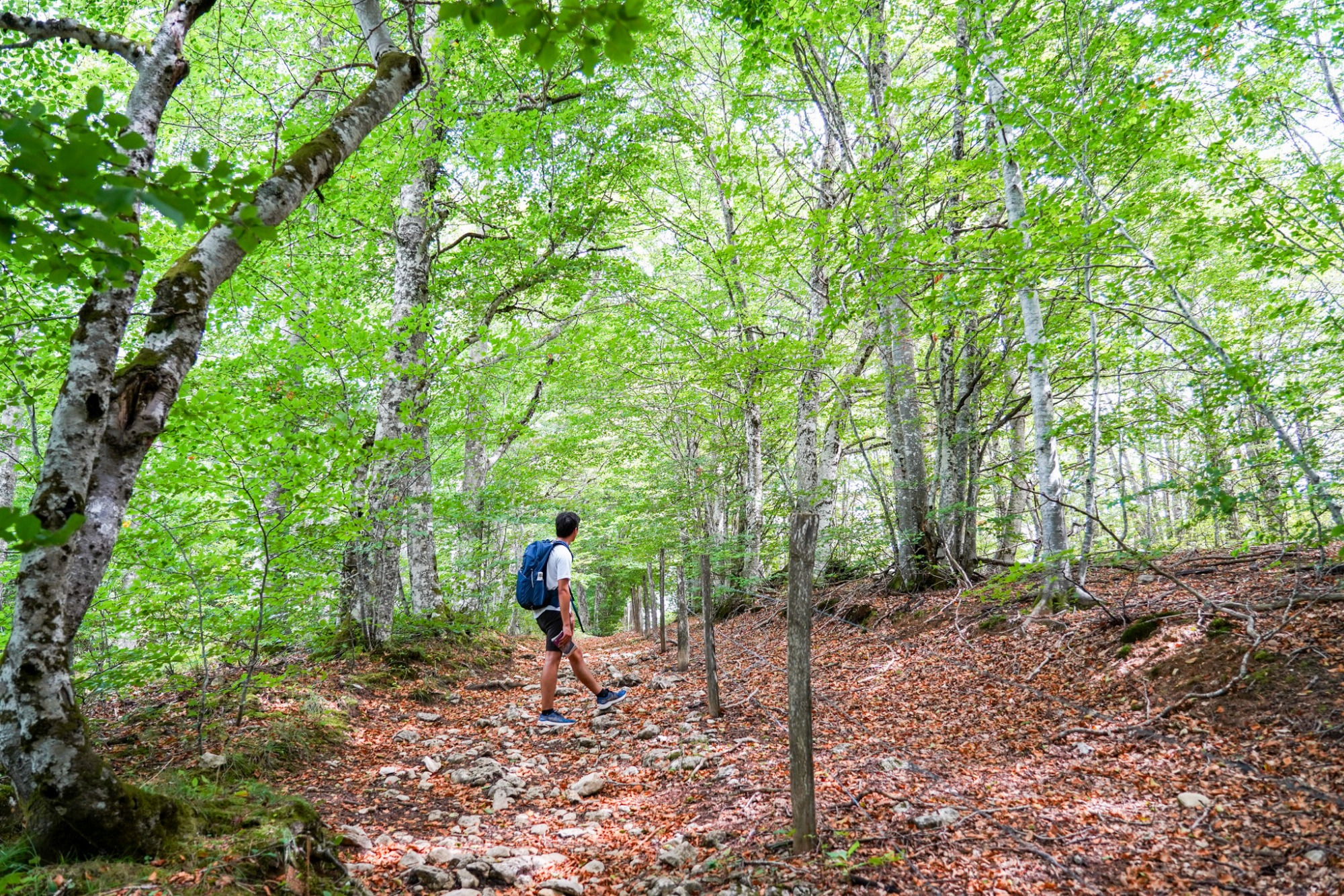 Sentier au cœur d'une forêt verdoyante