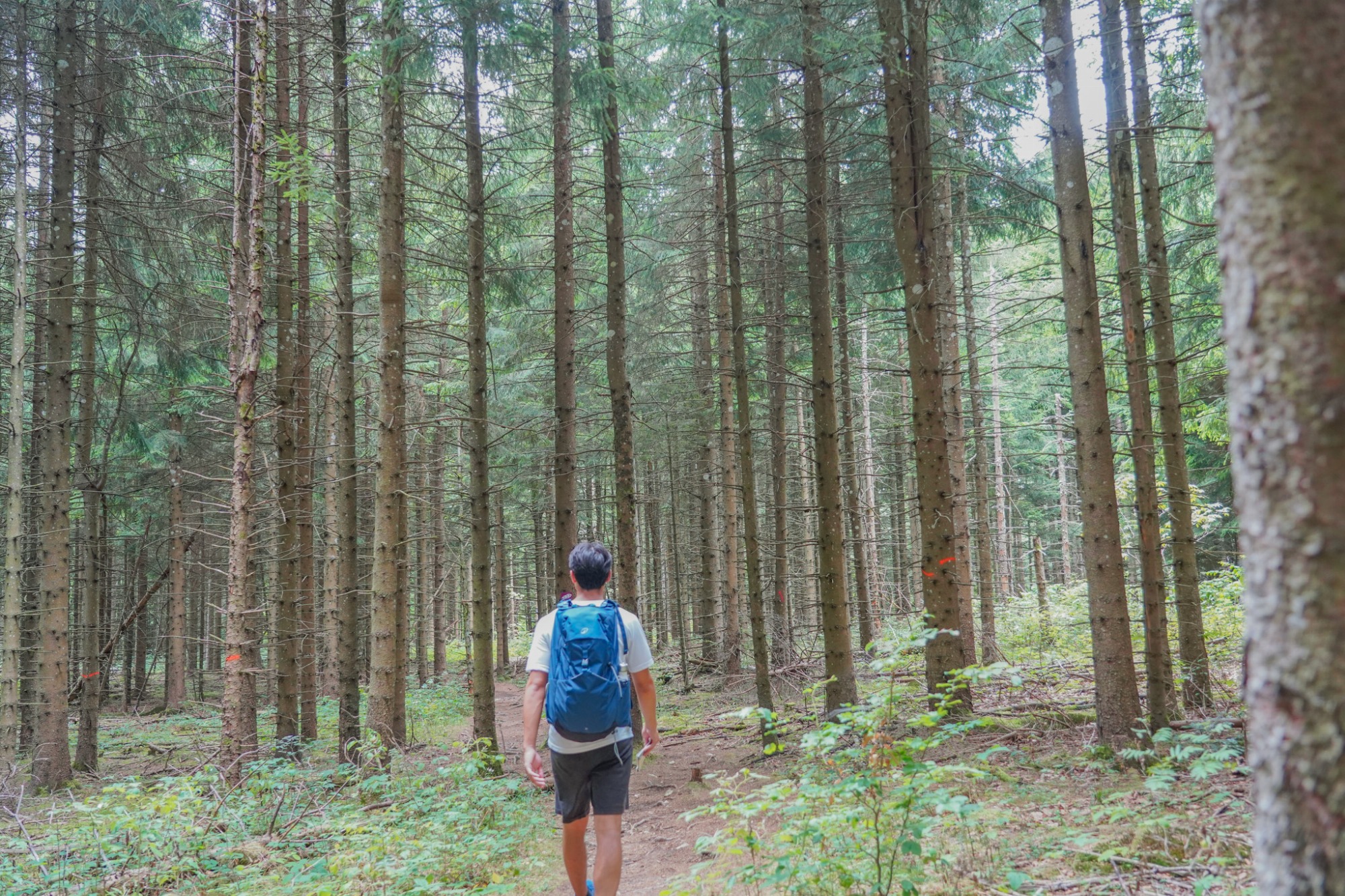 Sentier à travers forêt