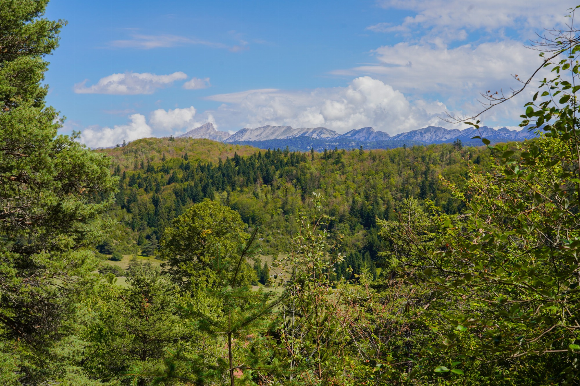 Vue sur la forêt et les montagnes du Vercors