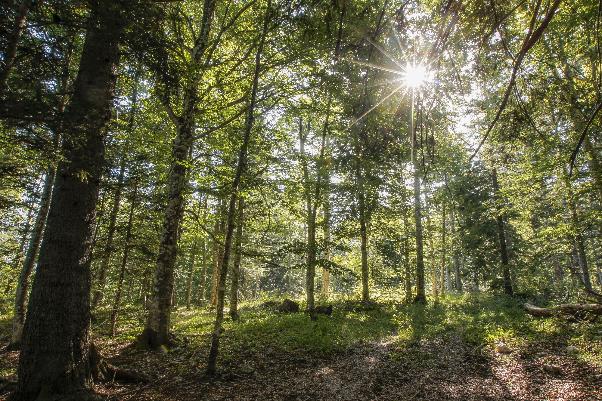 forêt verdoyante baignée par la lumière du soleil