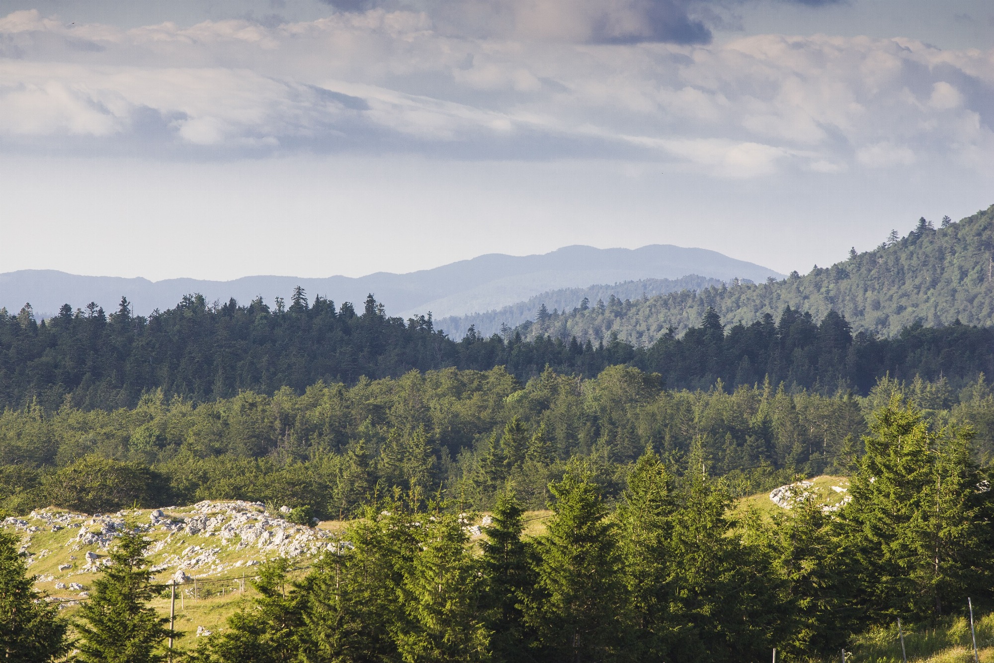 Panorama sur la forêt de Lente et les montagnes du Vercors