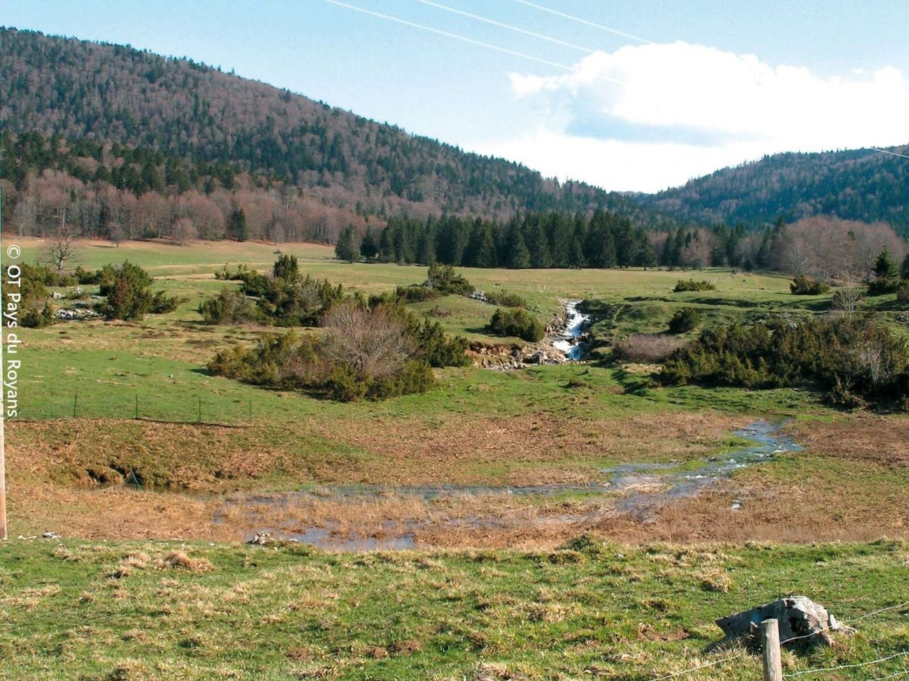 Forêt de Lente
