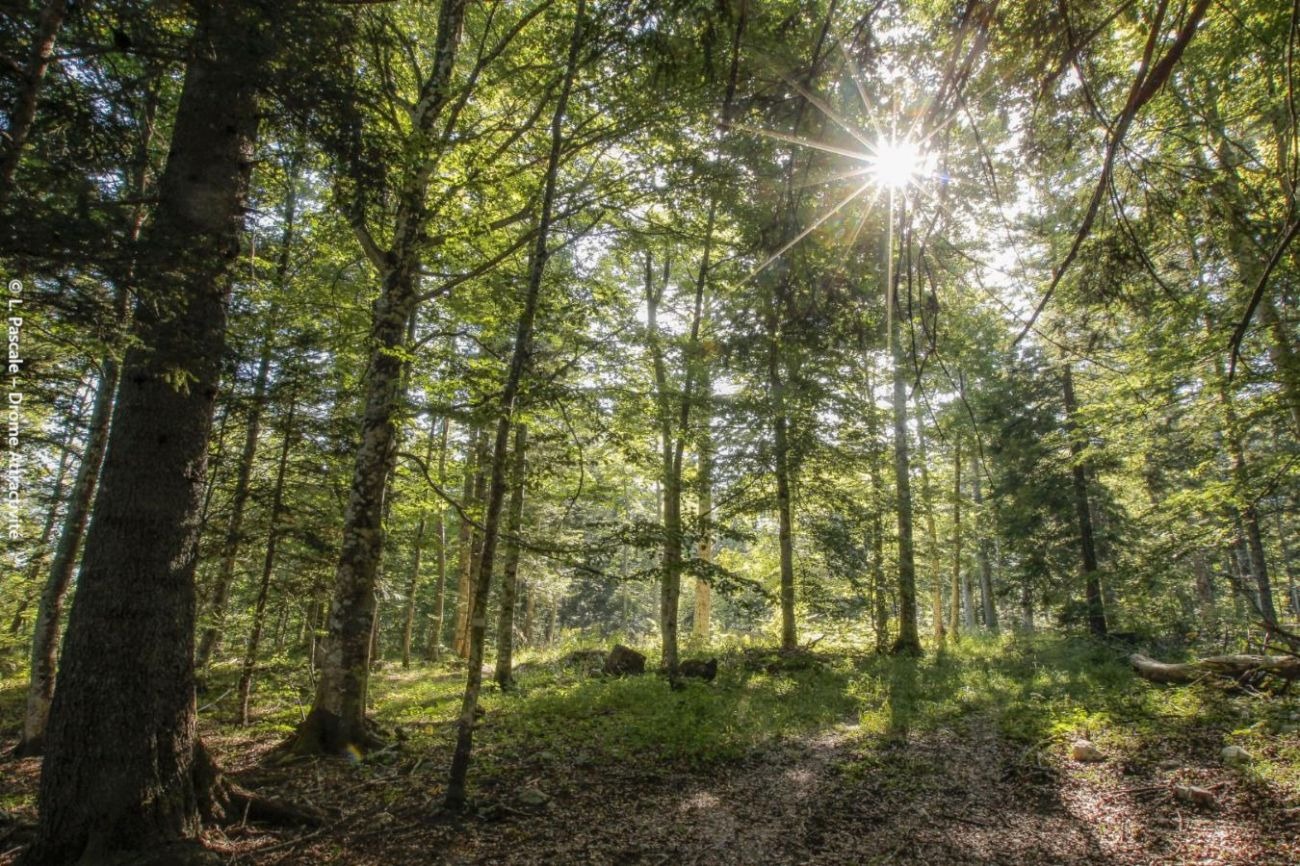 Forêt de Lente