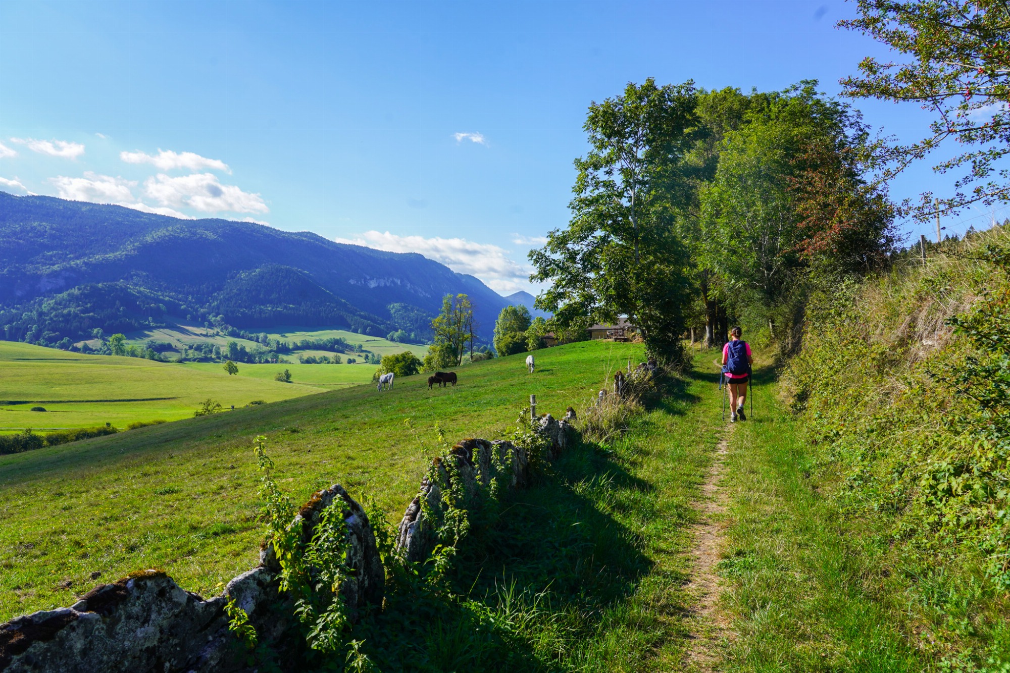 Sentier en herbe et montagne au loin