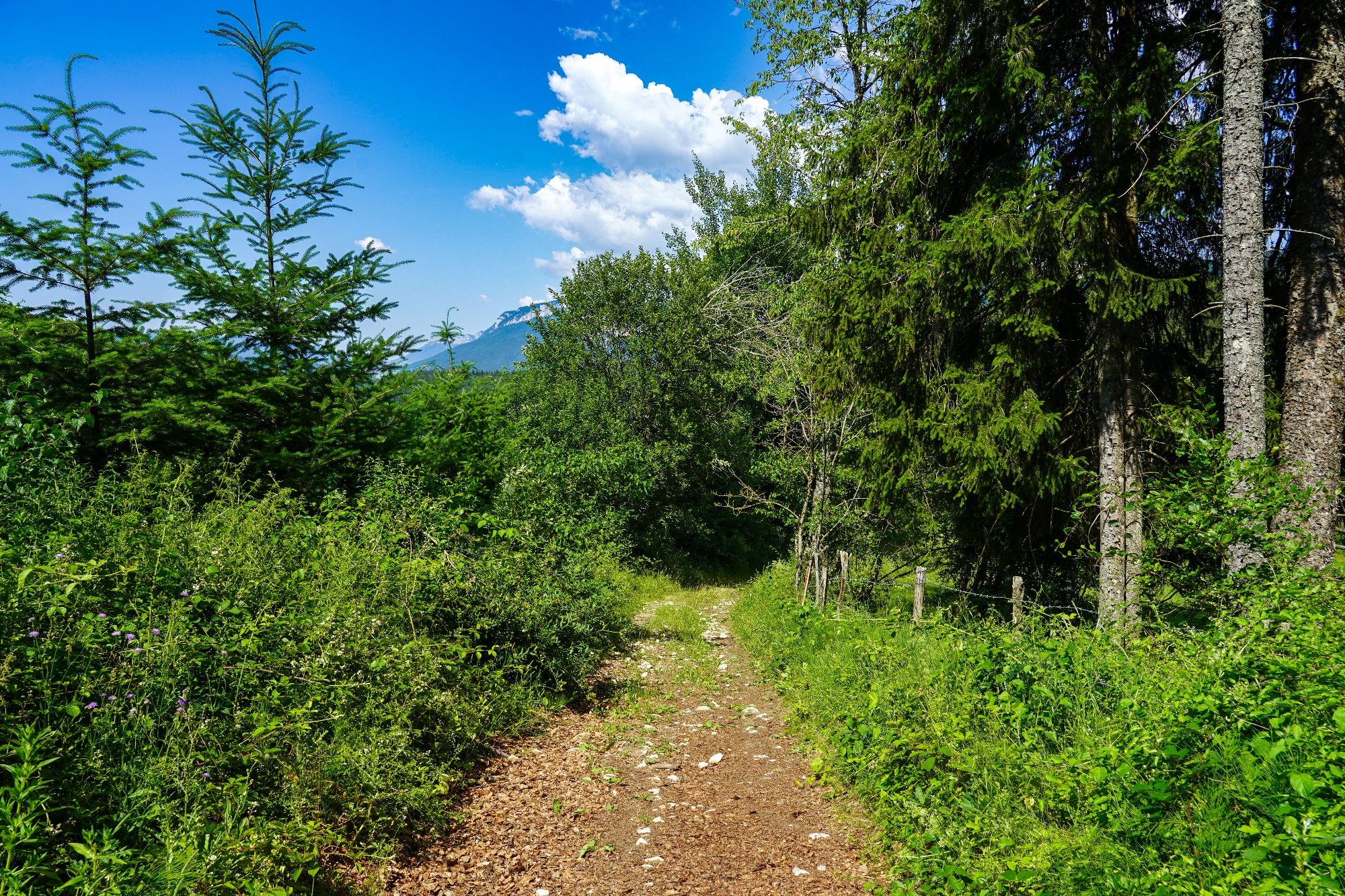 Chemin de terre entouré de végétation
