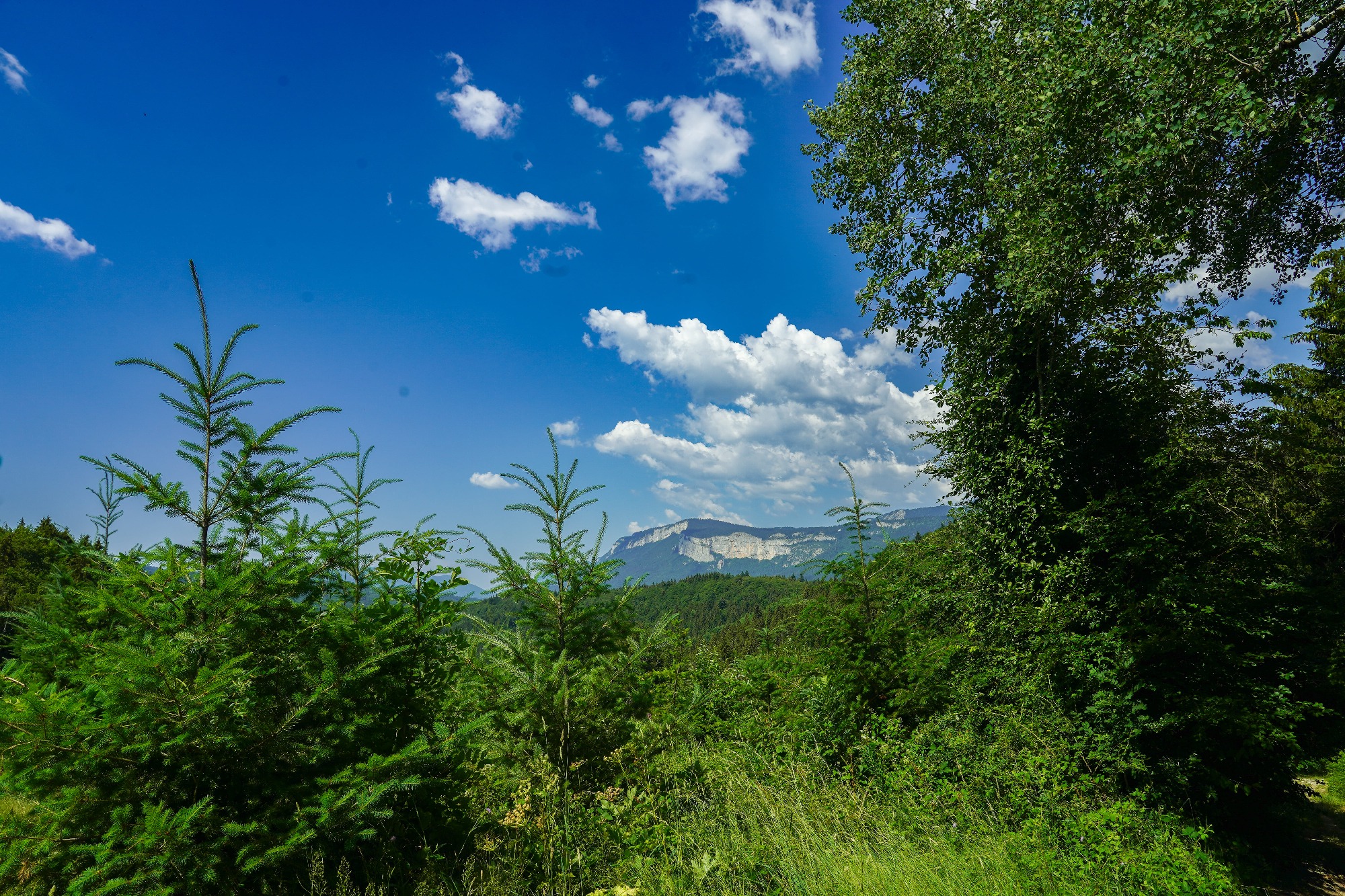 Epicéa et vue sur la montagne
