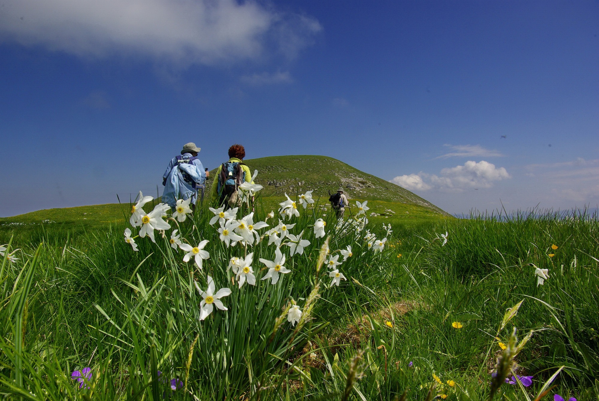 Des randonneurs traversent une prairie d’altitude fleurie de narcisses blancs, au pied d’une colline verdoyante sous un ciel bleu éclatant.