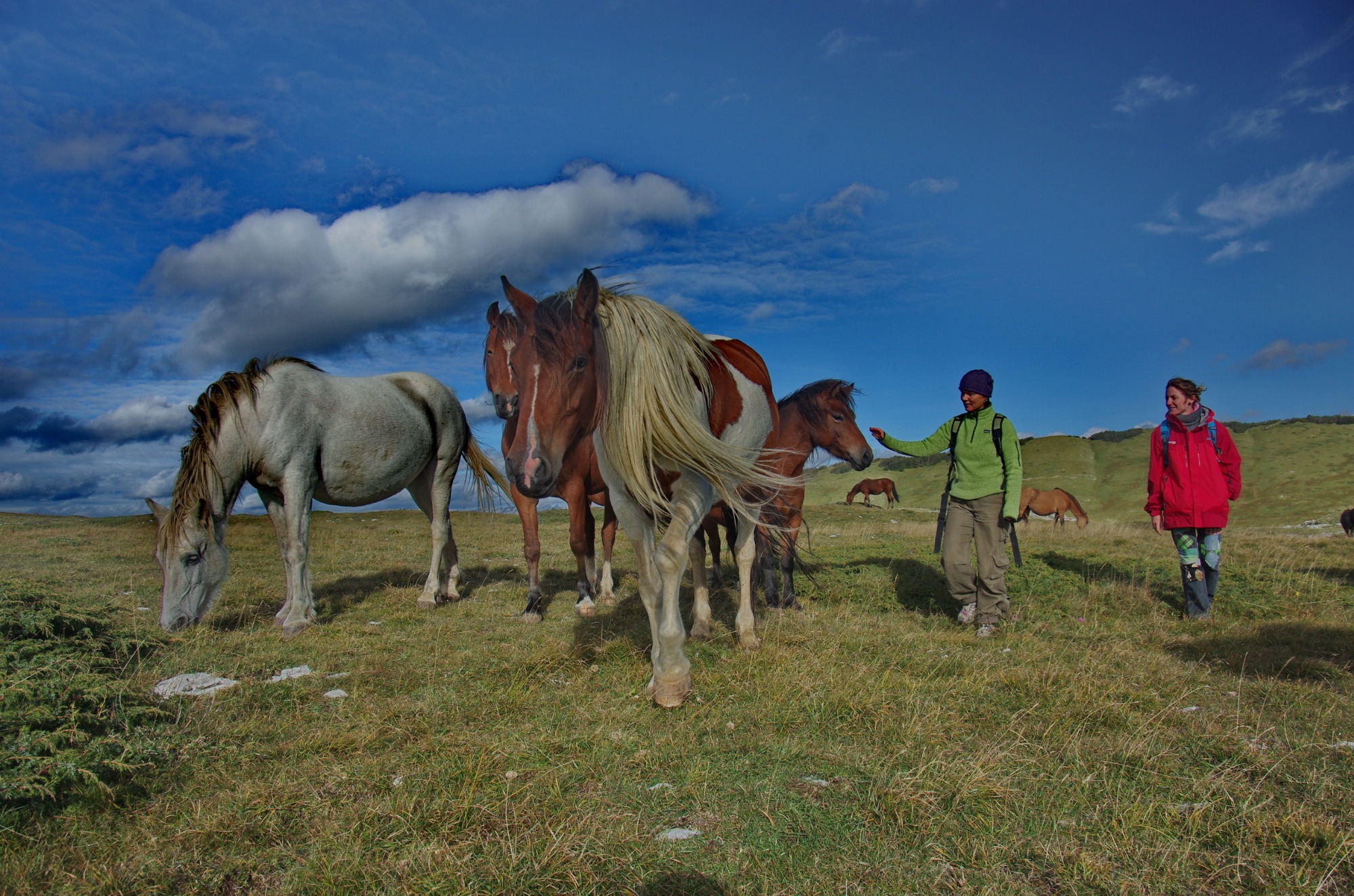 Des chevaux en liberté paissent dans une vaste prairie d’altitude sous un ciel bleu nuageux, tandis que deux randonneurs les observent de près.