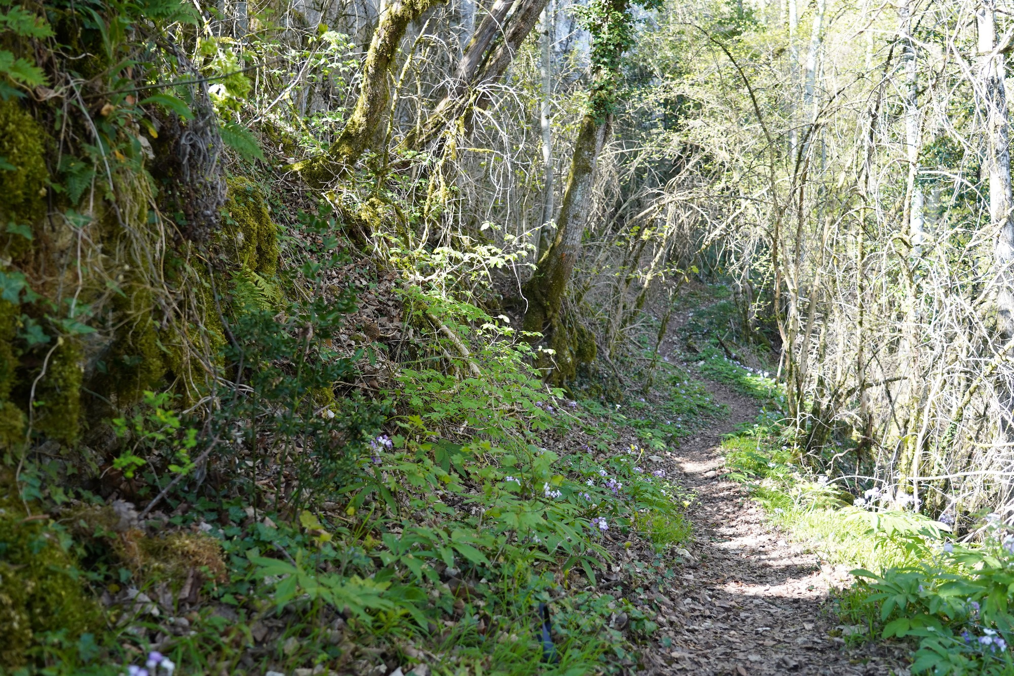 Chemin en forêt