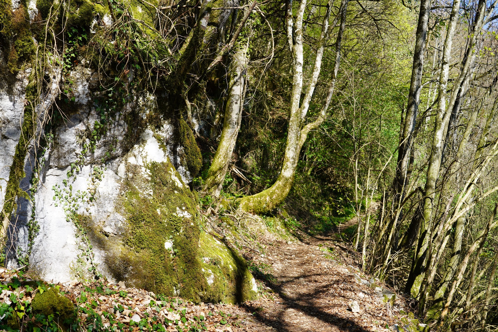 chemin en forêt