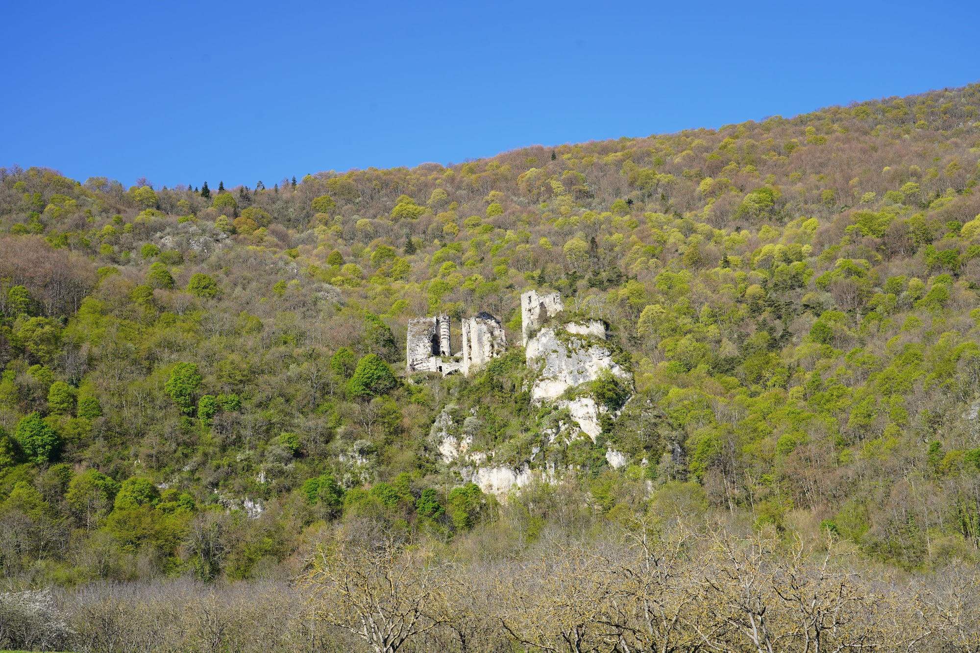 Ruines du château féodale au cœur de la forêt