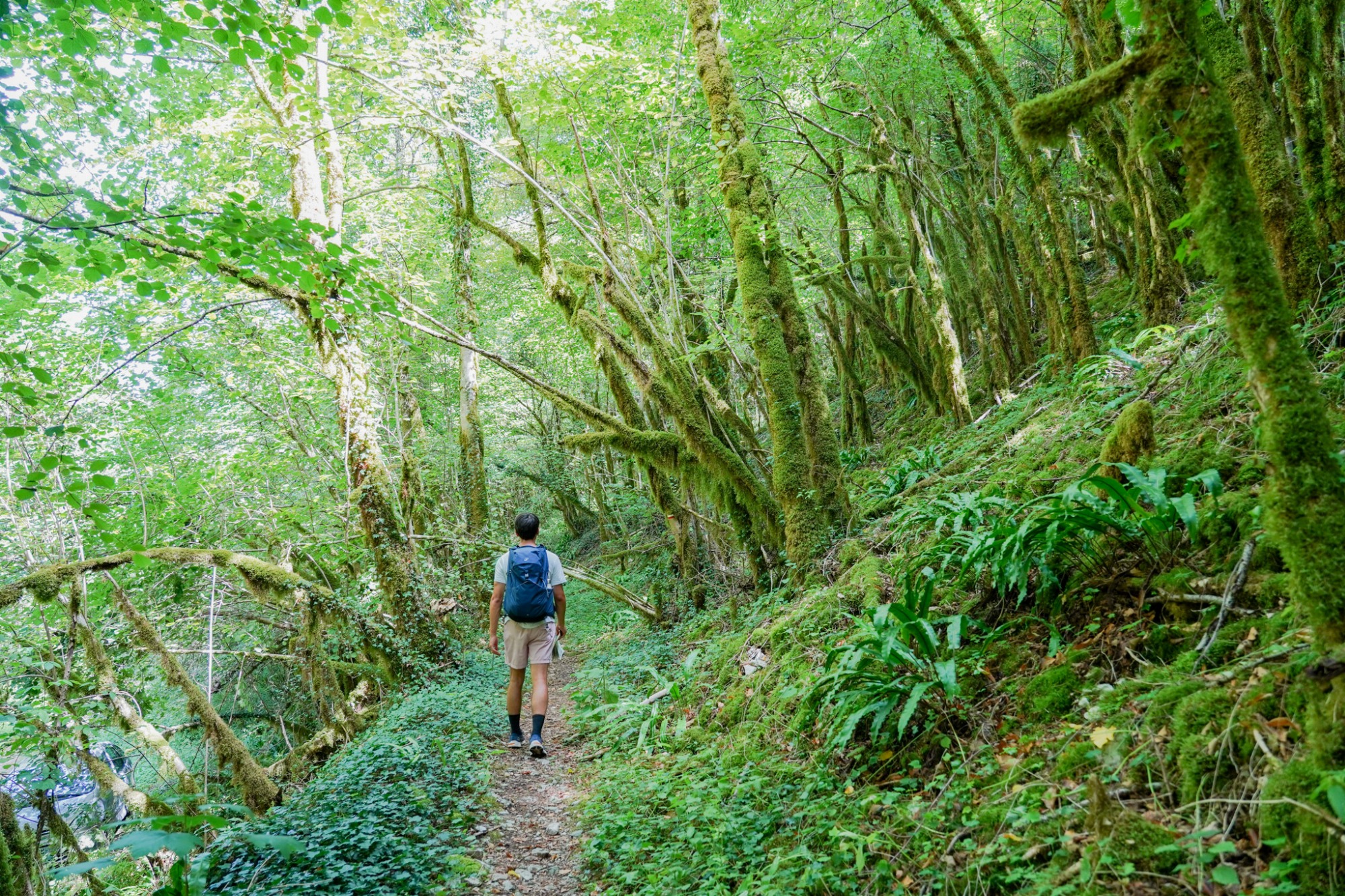 Forêt dense et verdoyante