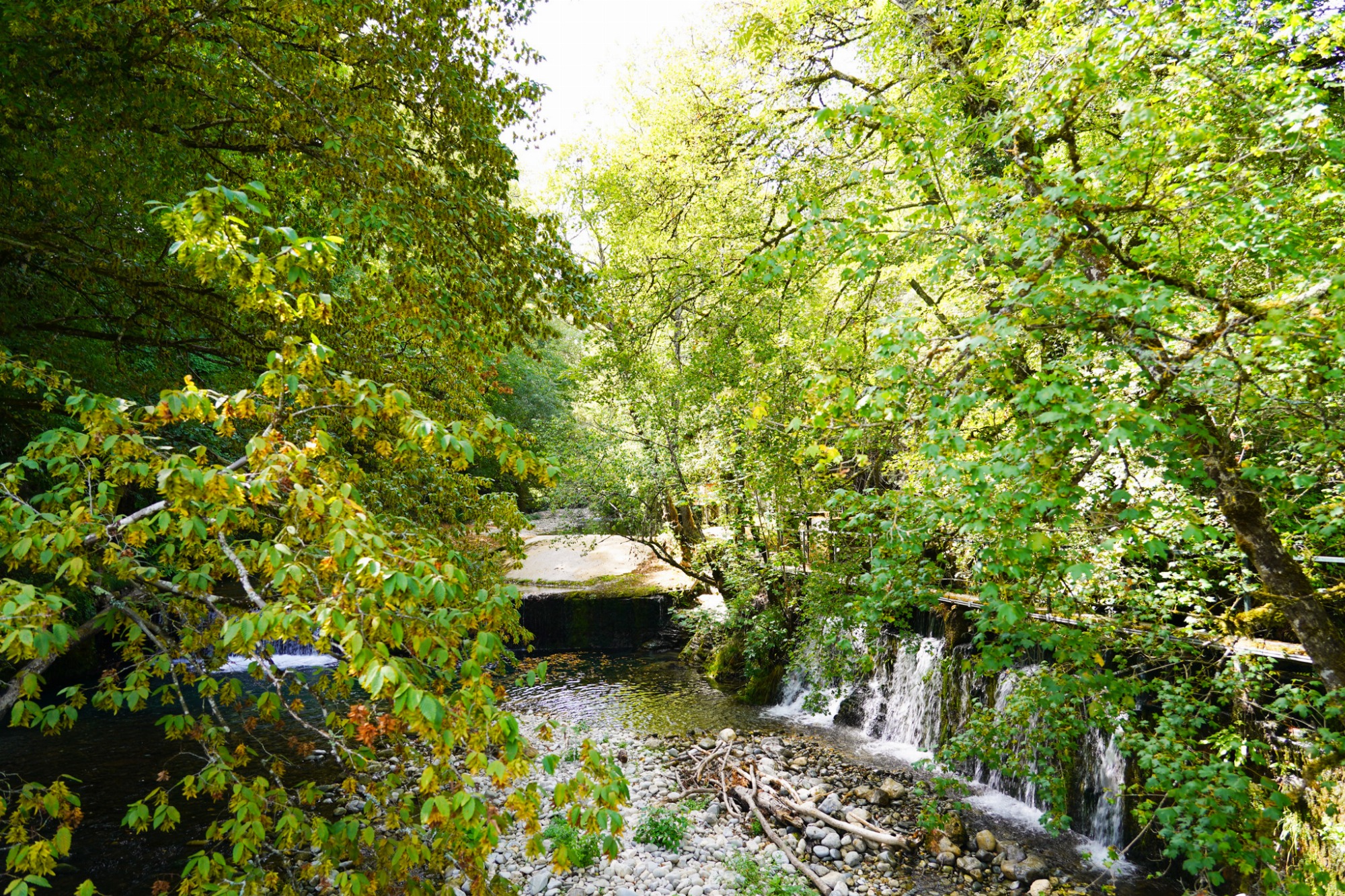 Ruisseau et petite cascade entouré d'arbres et de rochers