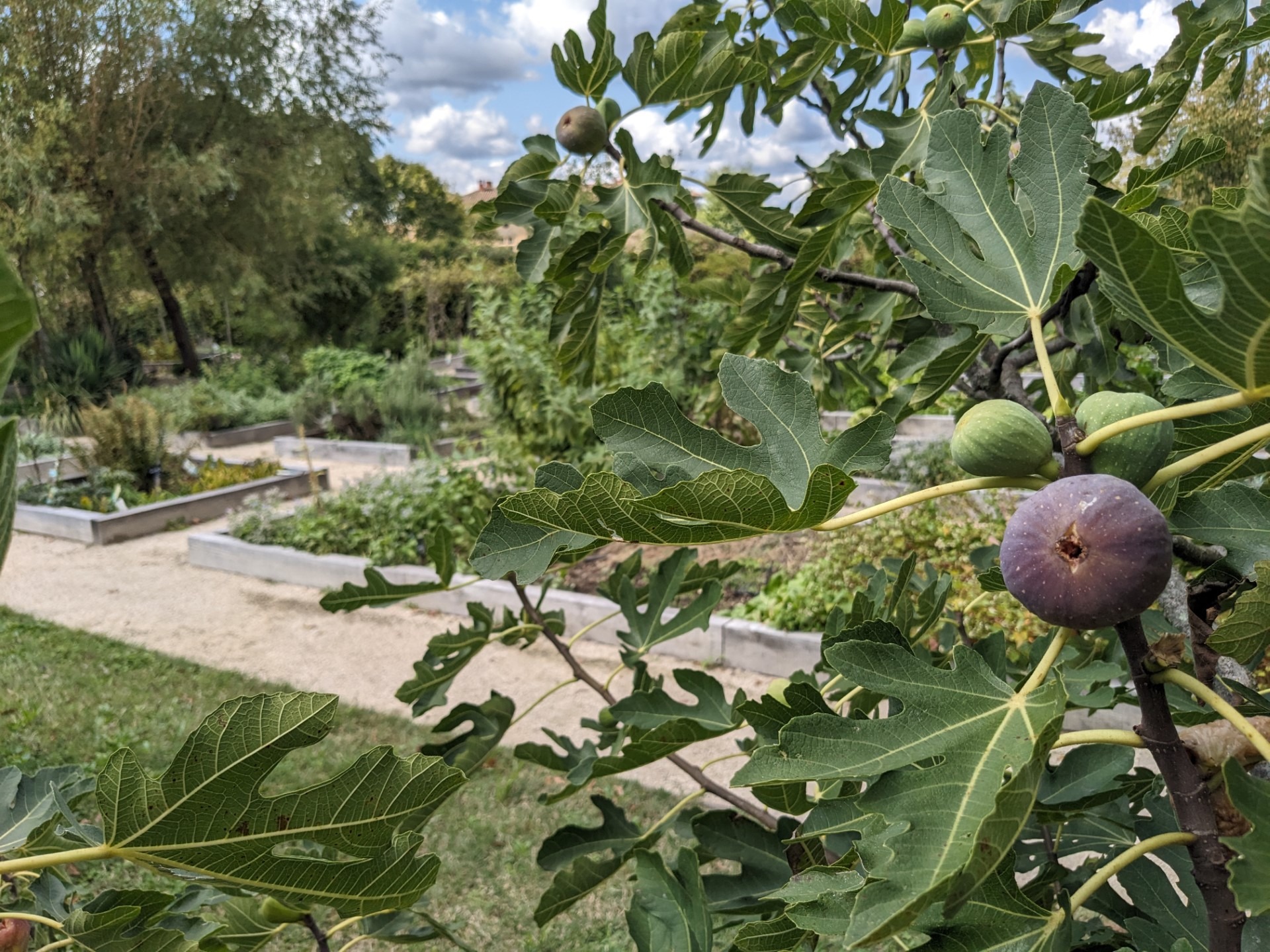 Jardin du Couvent des Carmes