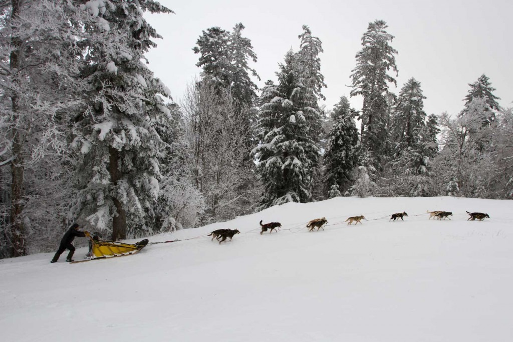 Balade en forêt enneigée de Vassieux en vercors. Le musher et son traîneau dans une montée, avecles 11 chiens attelés.