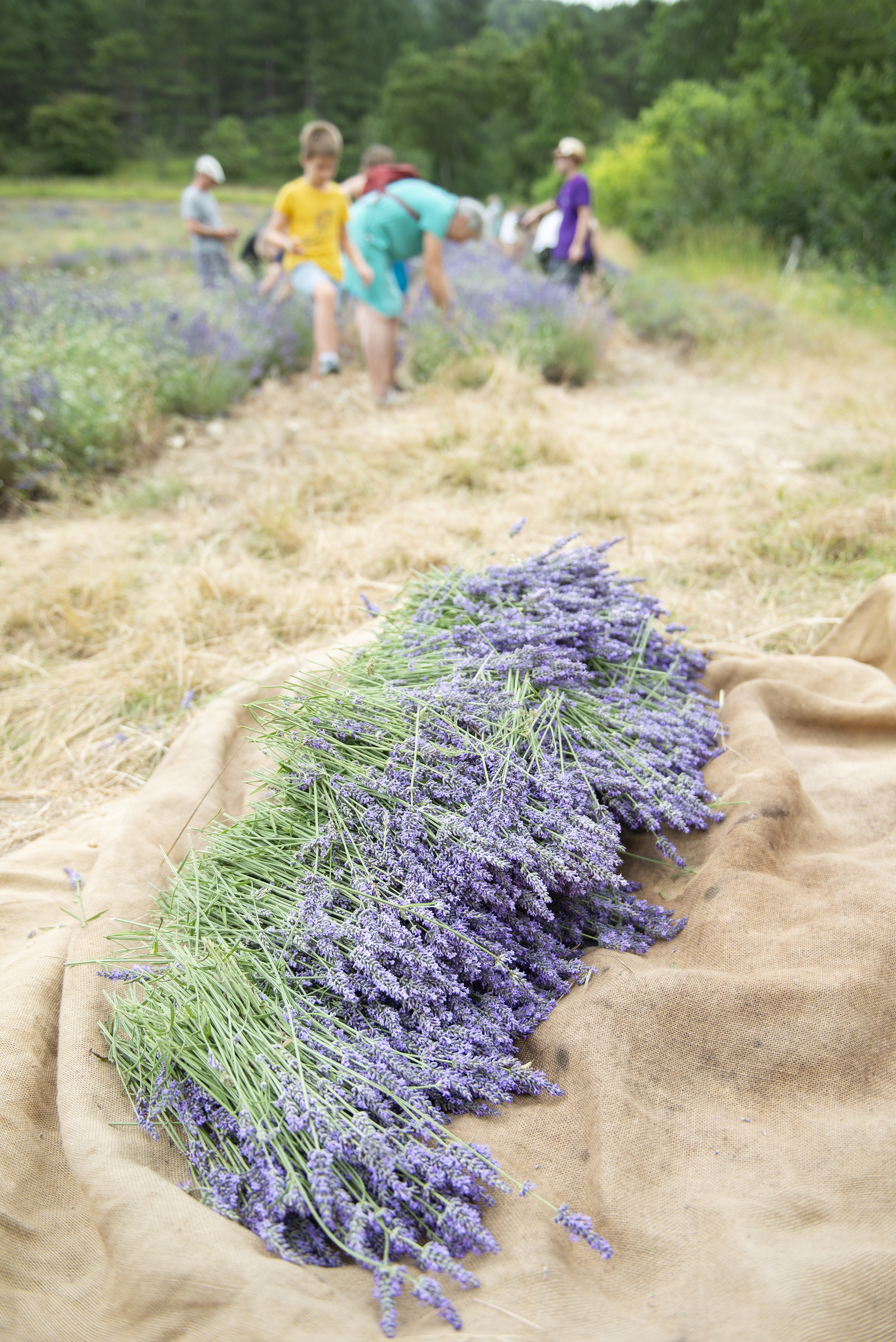Atelier de distillation bouquet de lavande
