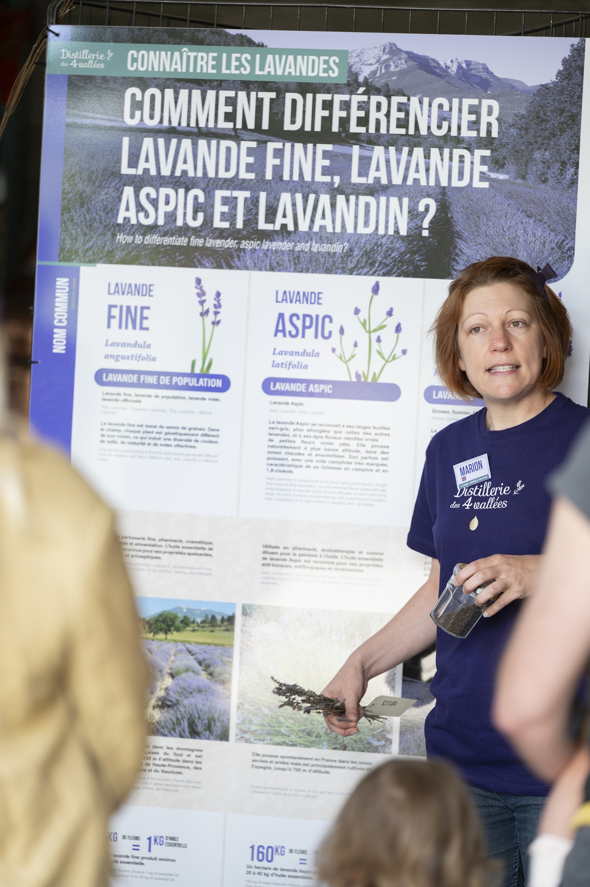 Présentation des lavandes