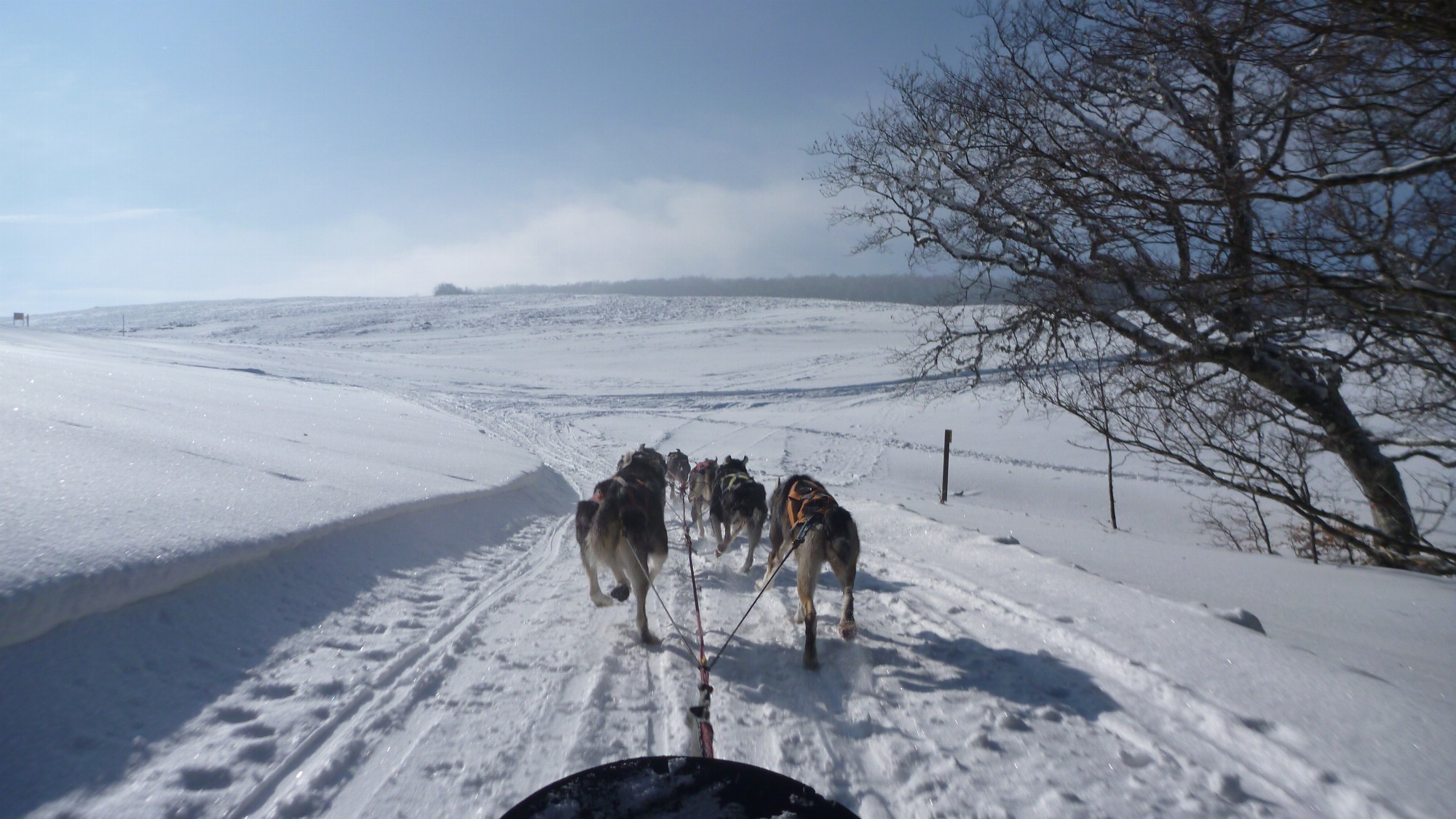 Découvrez l'activité traineaux à chiens avec un musher professionnel