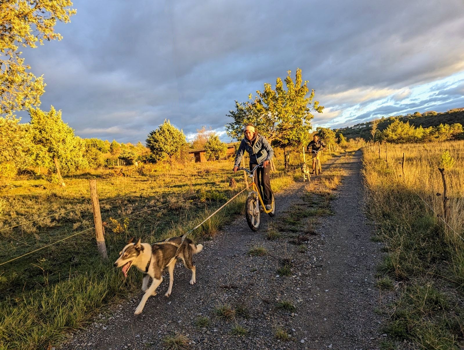 cani-trotinette