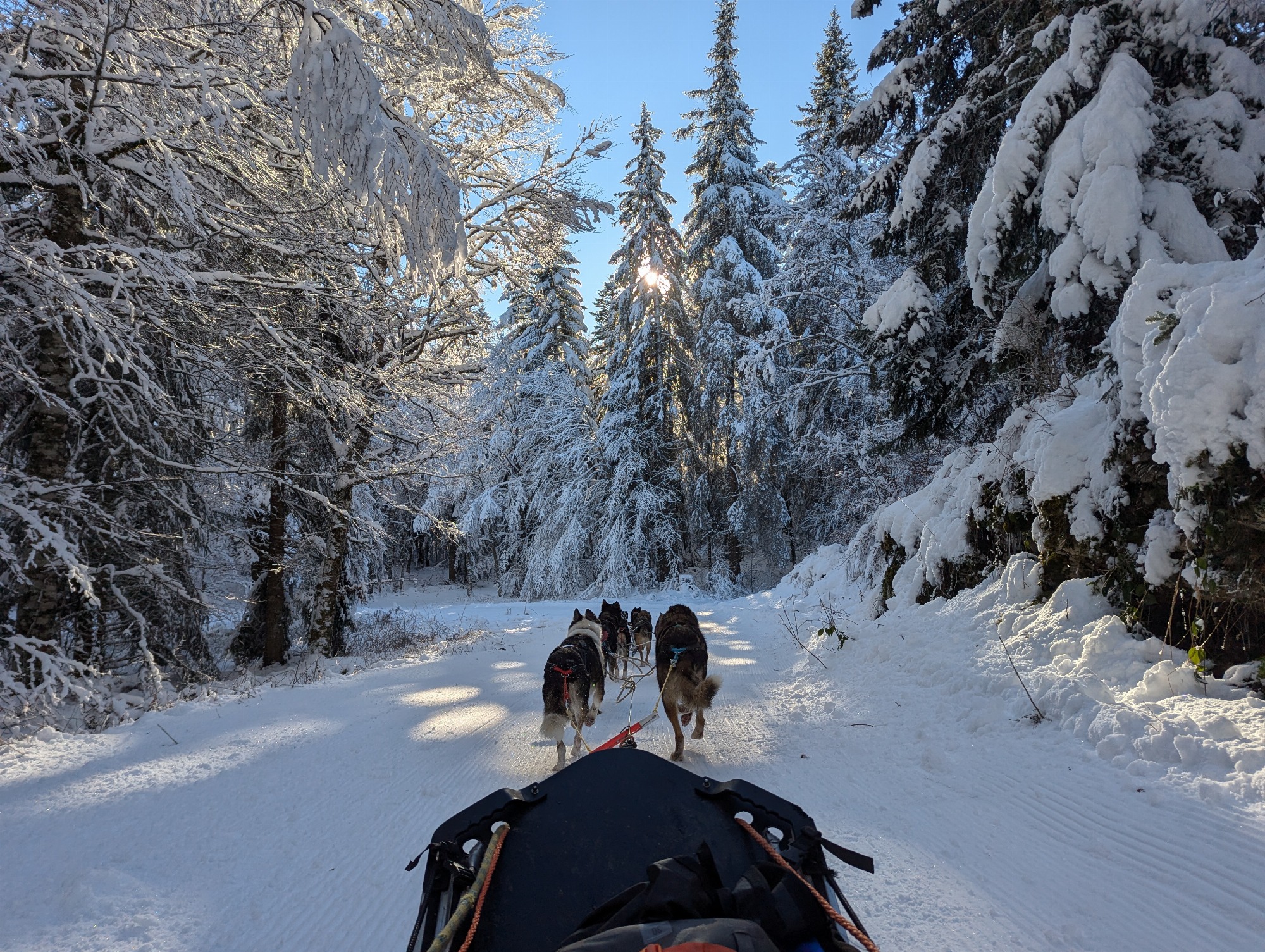Balade en forêt du Vercors Drôme en traineaux à chiens : baptême ou conduite d'attelage tout est possible avec Hossaventures
