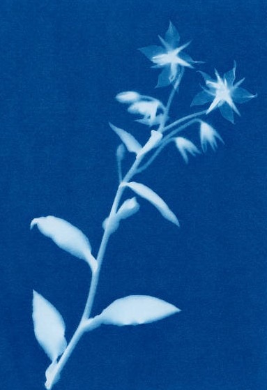 Cyanotype de bourrache