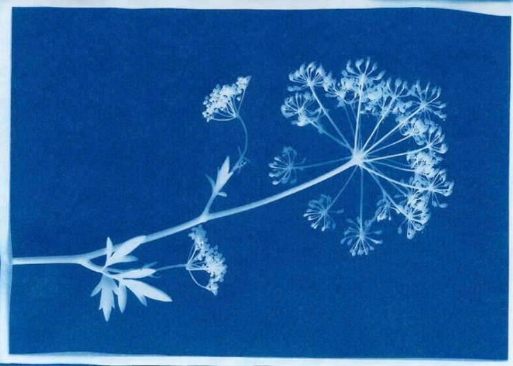 Cyanotype de persil