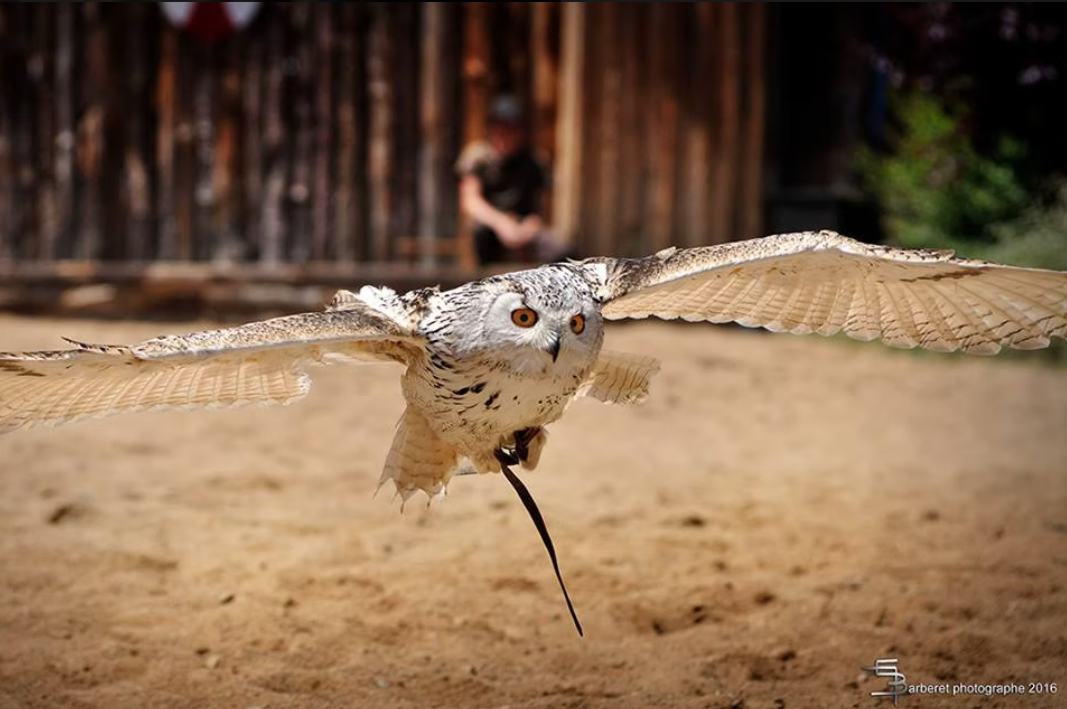Démonstration de rapaces en vol libre
