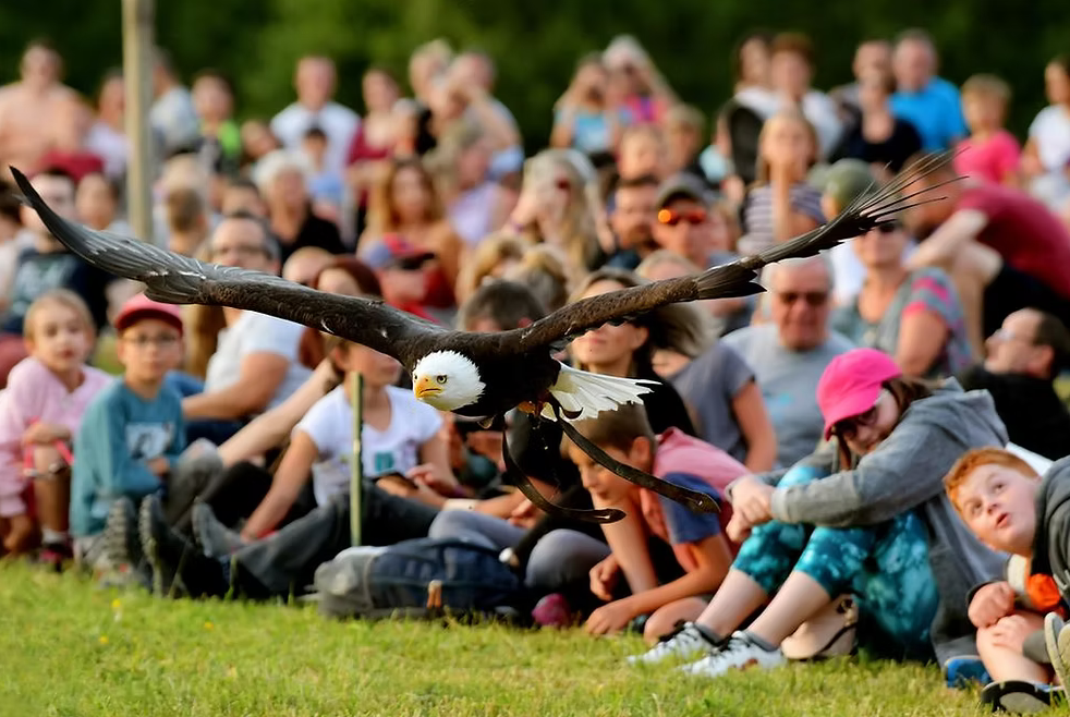 Démonstration de rapaces en vol libre