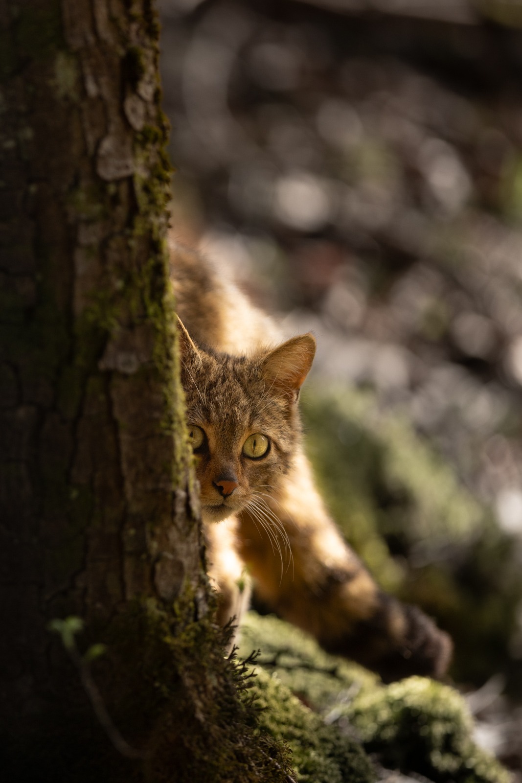 chat sauvage