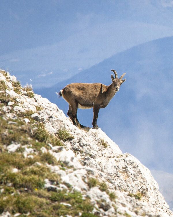 🌲 Rencontre avec un discret habitant...