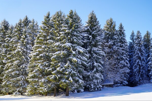 La neige a paré le Vercors dun...
