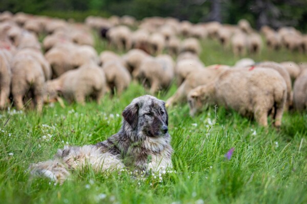🐾 Font d’Urle et Ambel : pause...